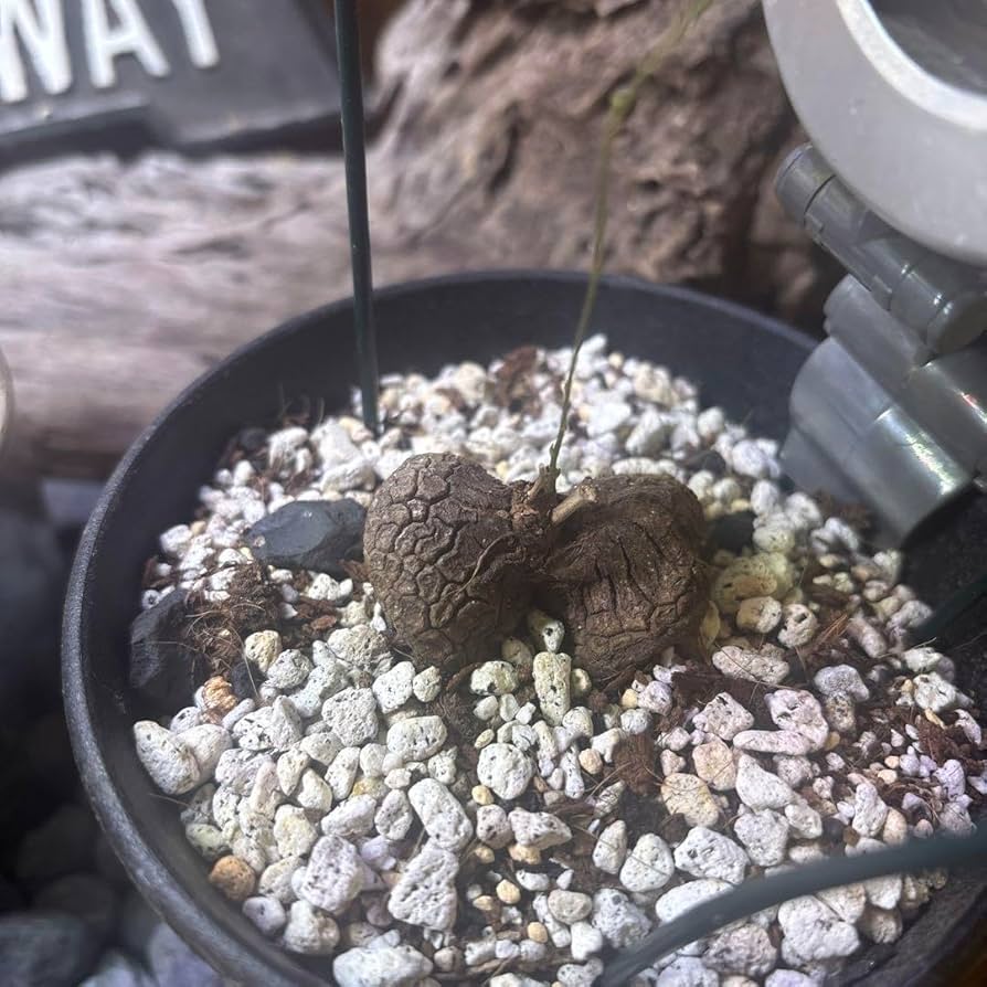 Amazon.co.jp: まず無いレアな亀甲竜 ダブルヘッド 塊根植物